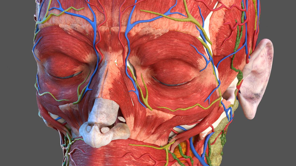 3D Human Head Full Anatomy model