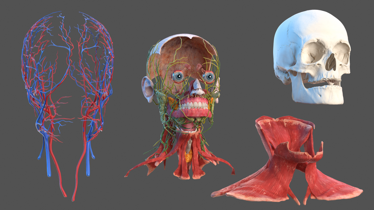 3D Human Head Full Anatomy model