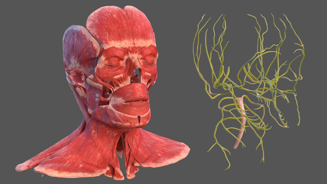 3D Human Head Full Anatomy model