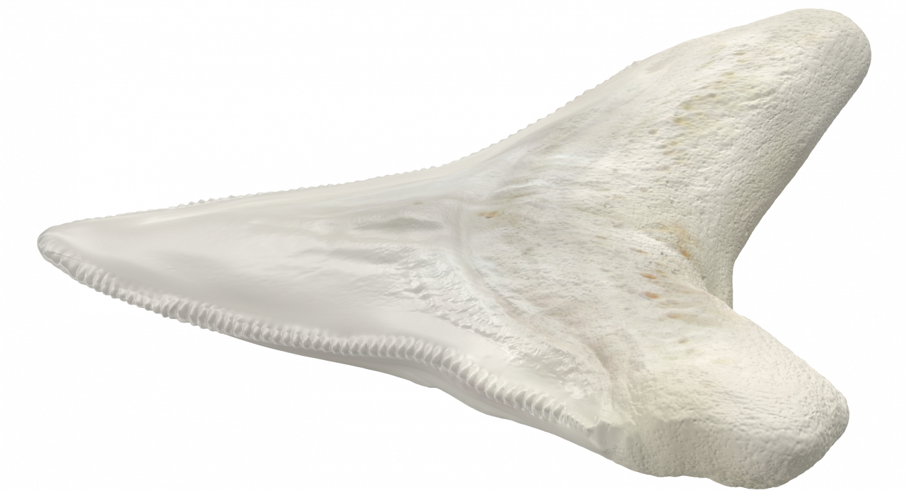 3D Great White Shark Tooth Bone model