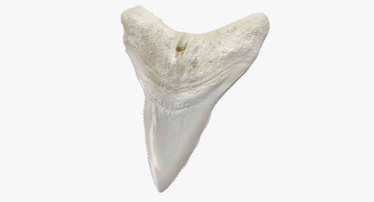 3D Great White Shark Tooth Bone model