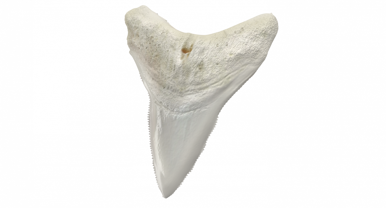 3D Great White Shark Tooth Bone model