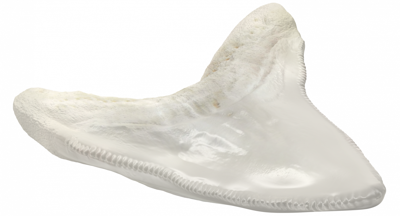 3D Great White Shark Tooth Bone model