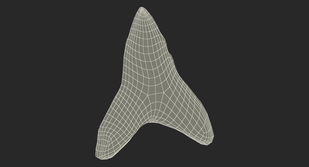 3D Great White Shark Tooth Bone model