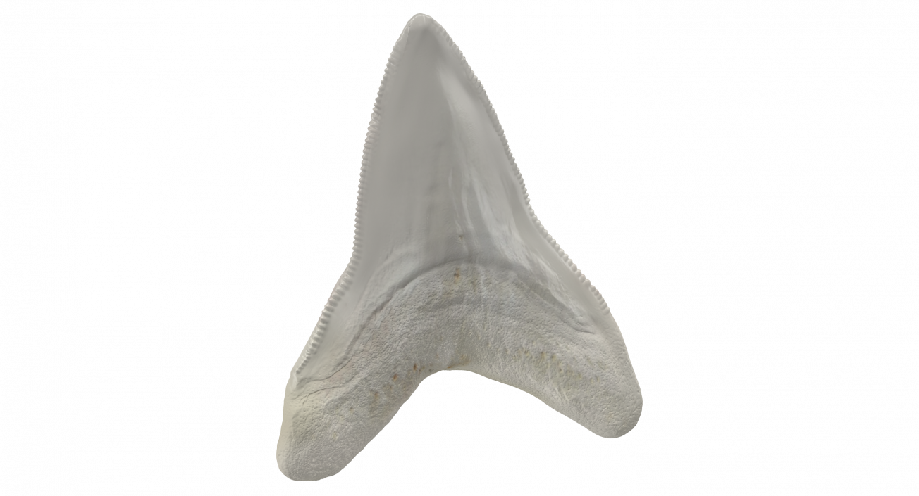 3D Great White Shark Tooth Bone model