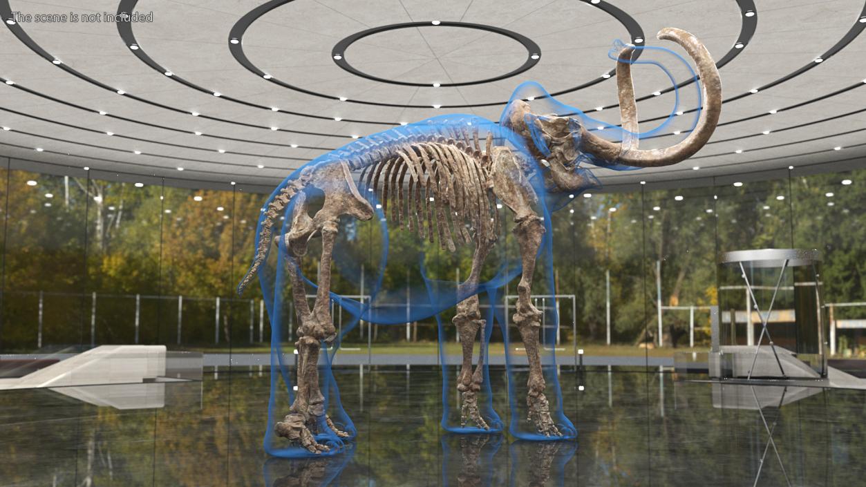 Adult Mammoth Old Skeleton Shell Roar 3D