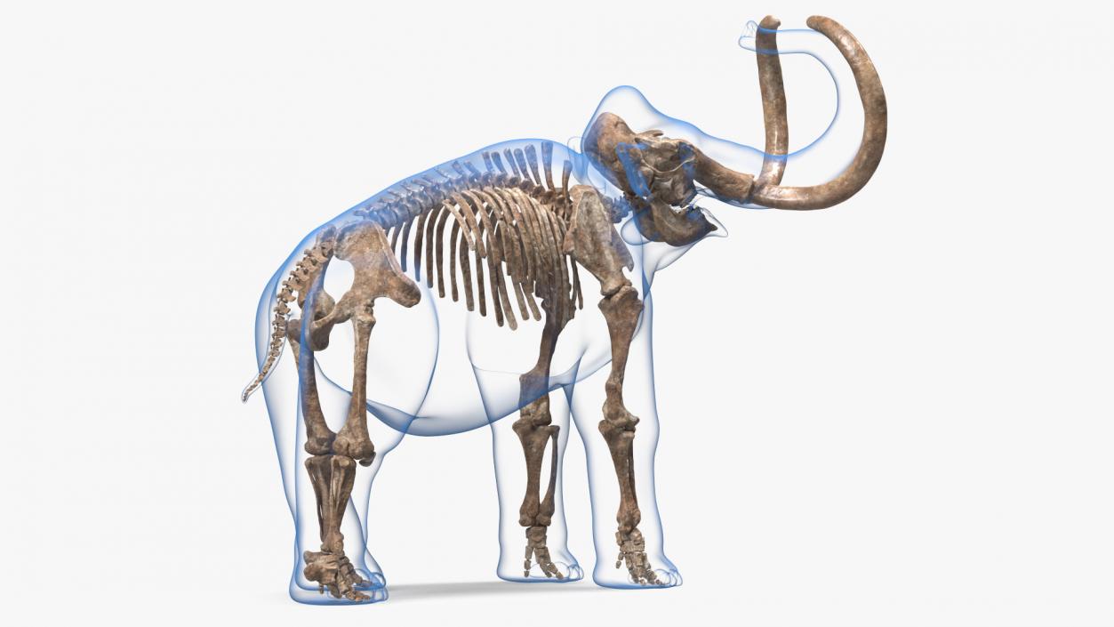 Adult Mammoth Old Skeleton Shell Roar 3D