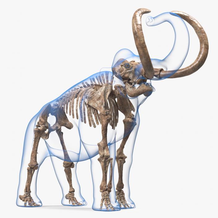 Adult Mammoth Old Skeleton Shell Roar 3D