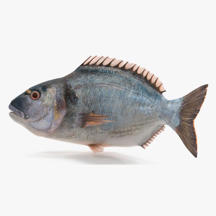 3D model Gilthead Bream Fish Rigged for Cinema 4D