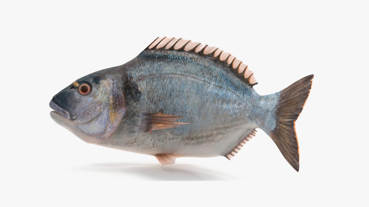 3D model Gilthead Bream Fish Rigged for Cinema 4D