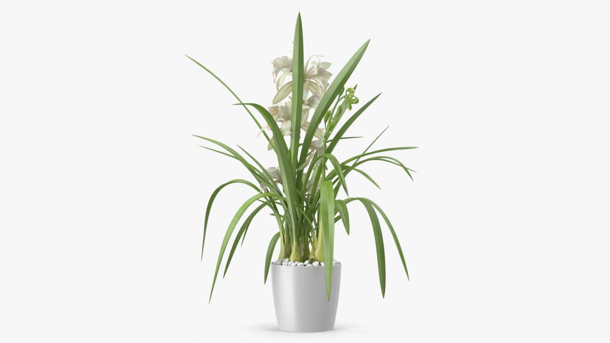 3D White Orchid Pot