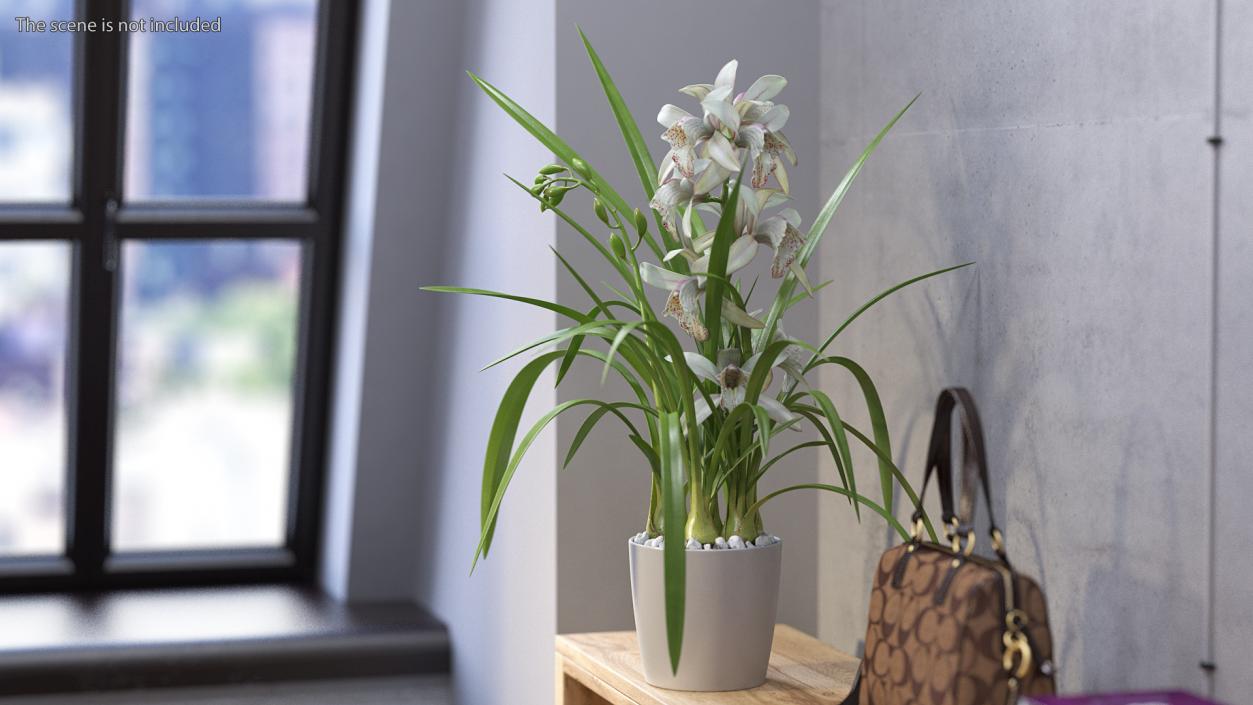 3D White Orchid Pot