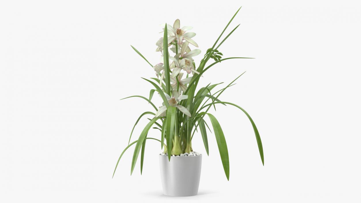 3D White Orchid Pot