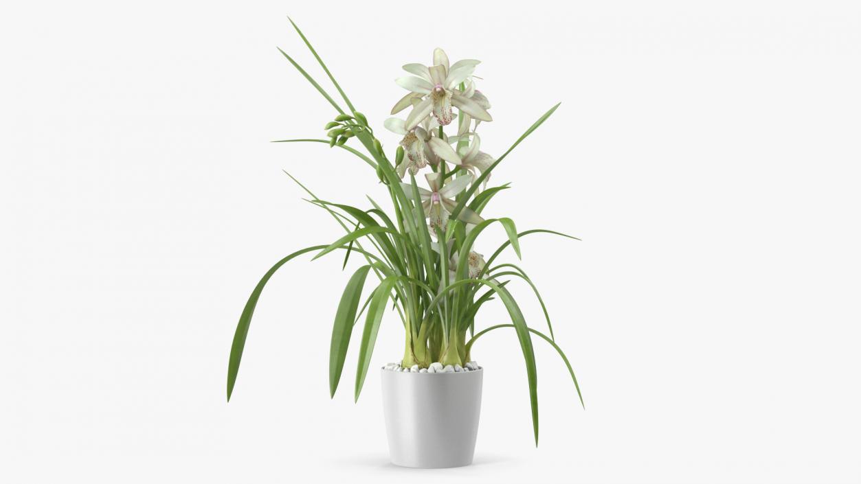 3D White Orchid Pot