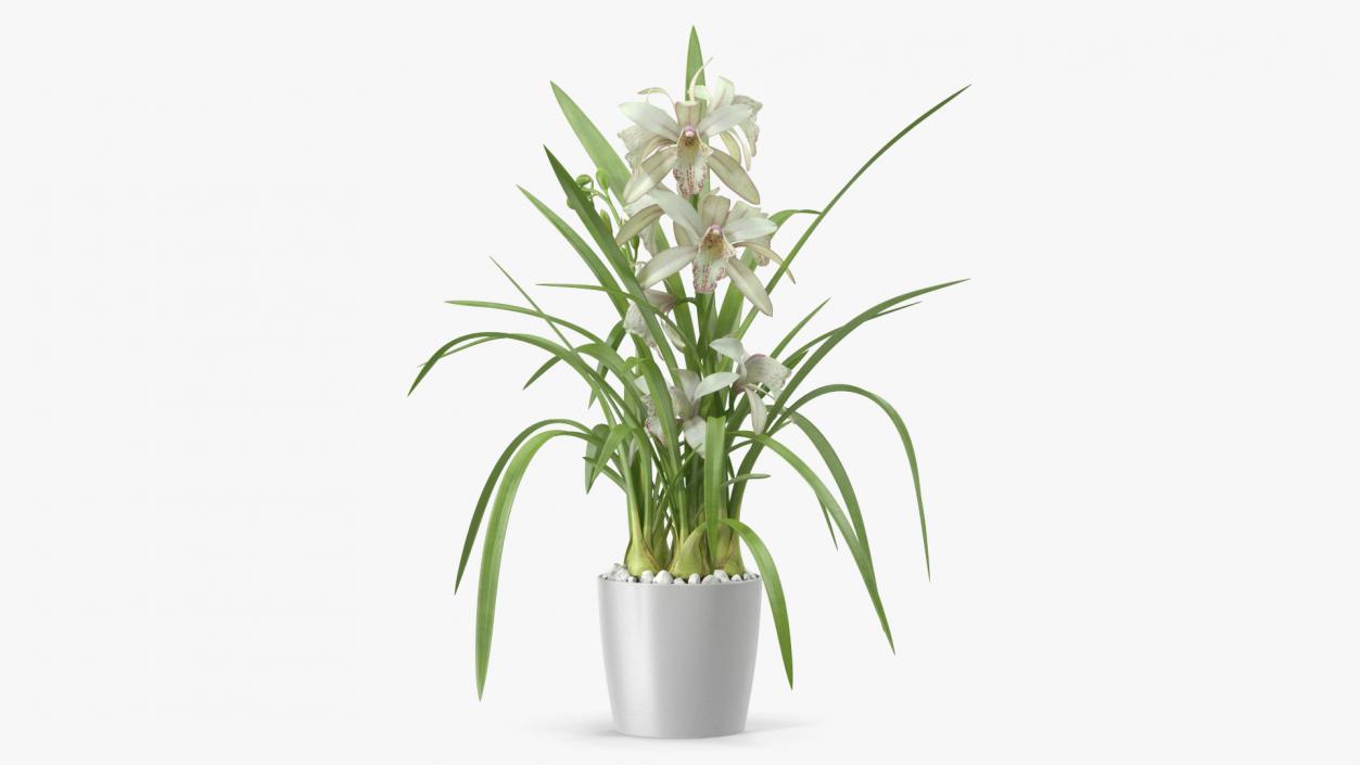 3D White Orchid Pot