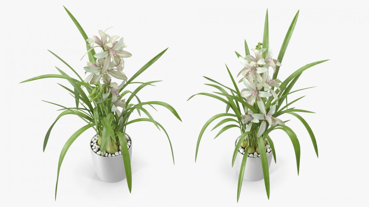 3D White Orchid Pot