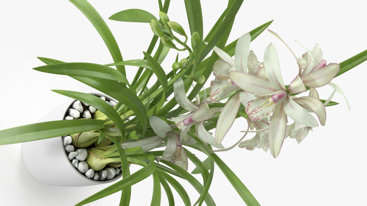 3D White Orchid Pot