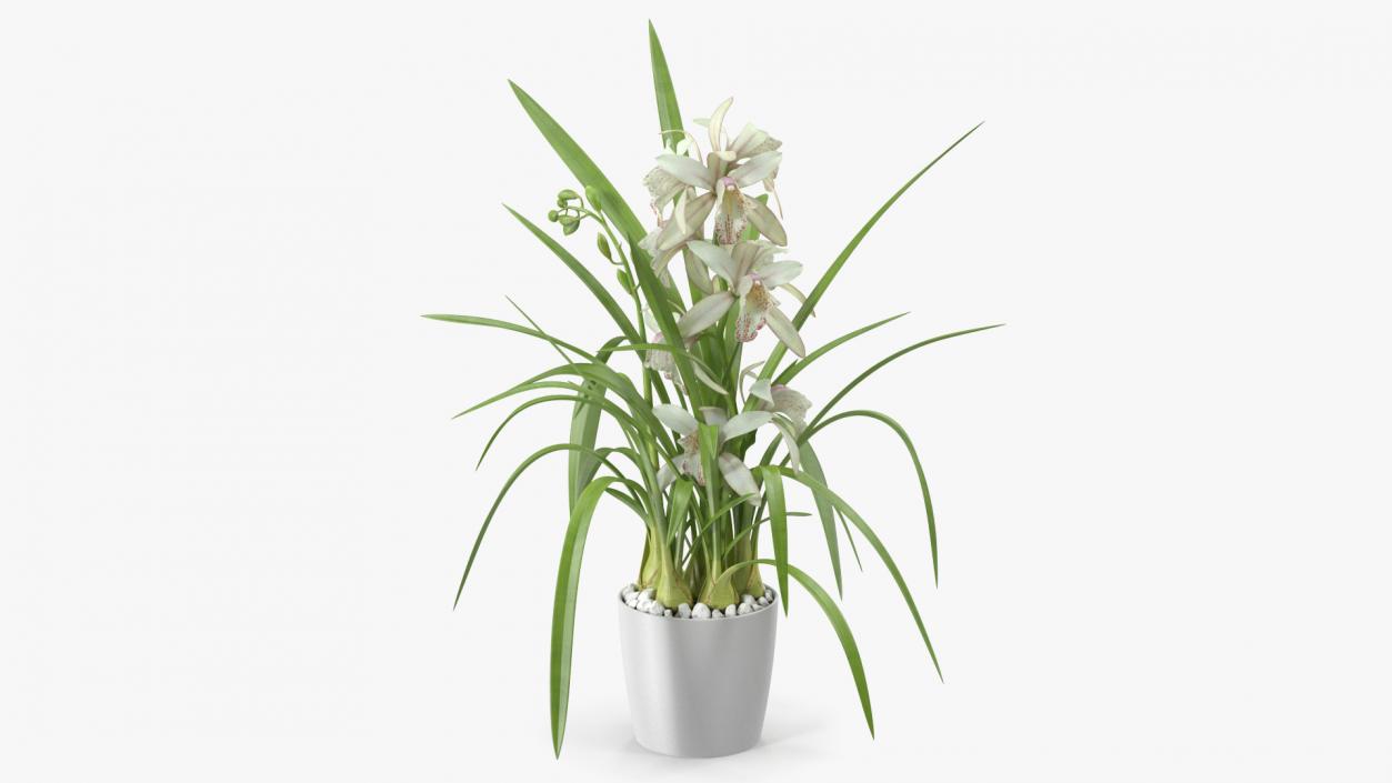 3D White Orchid Pot