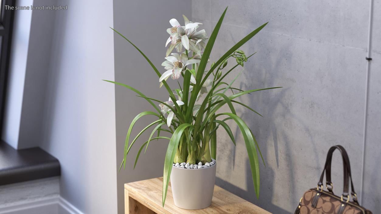 3D White Orchid Pot