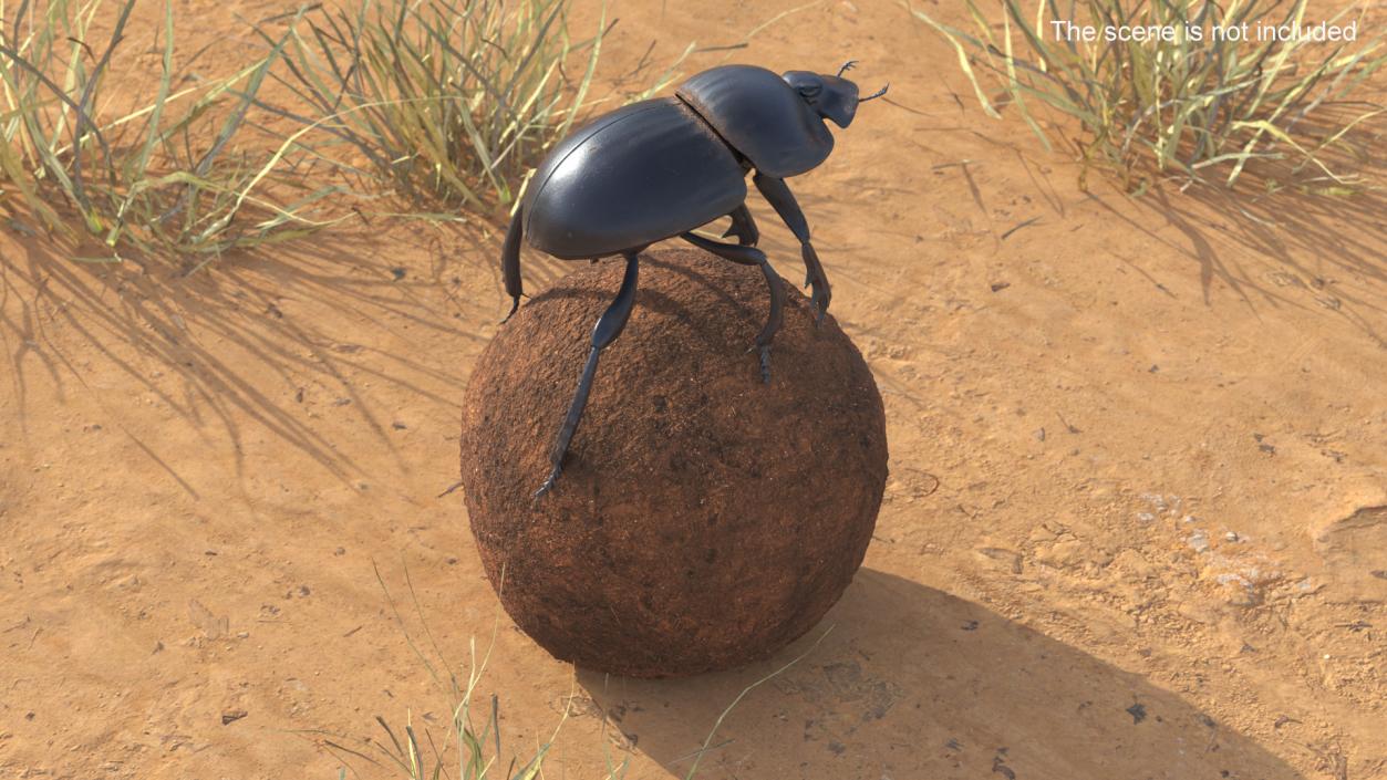 Scarabs on Sphere Dirt 3D