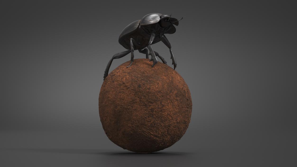 Scarabs on Sphere Dirt 3D