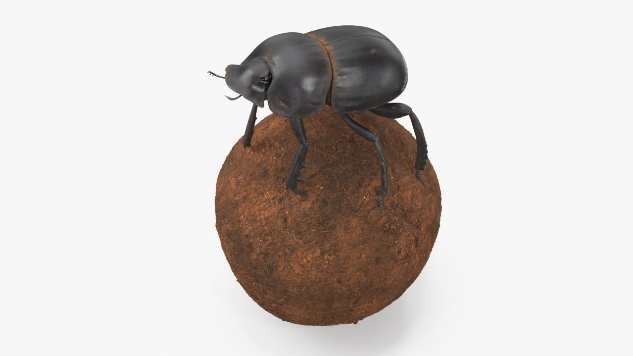 Scarabs on Sphere Dirt 3D