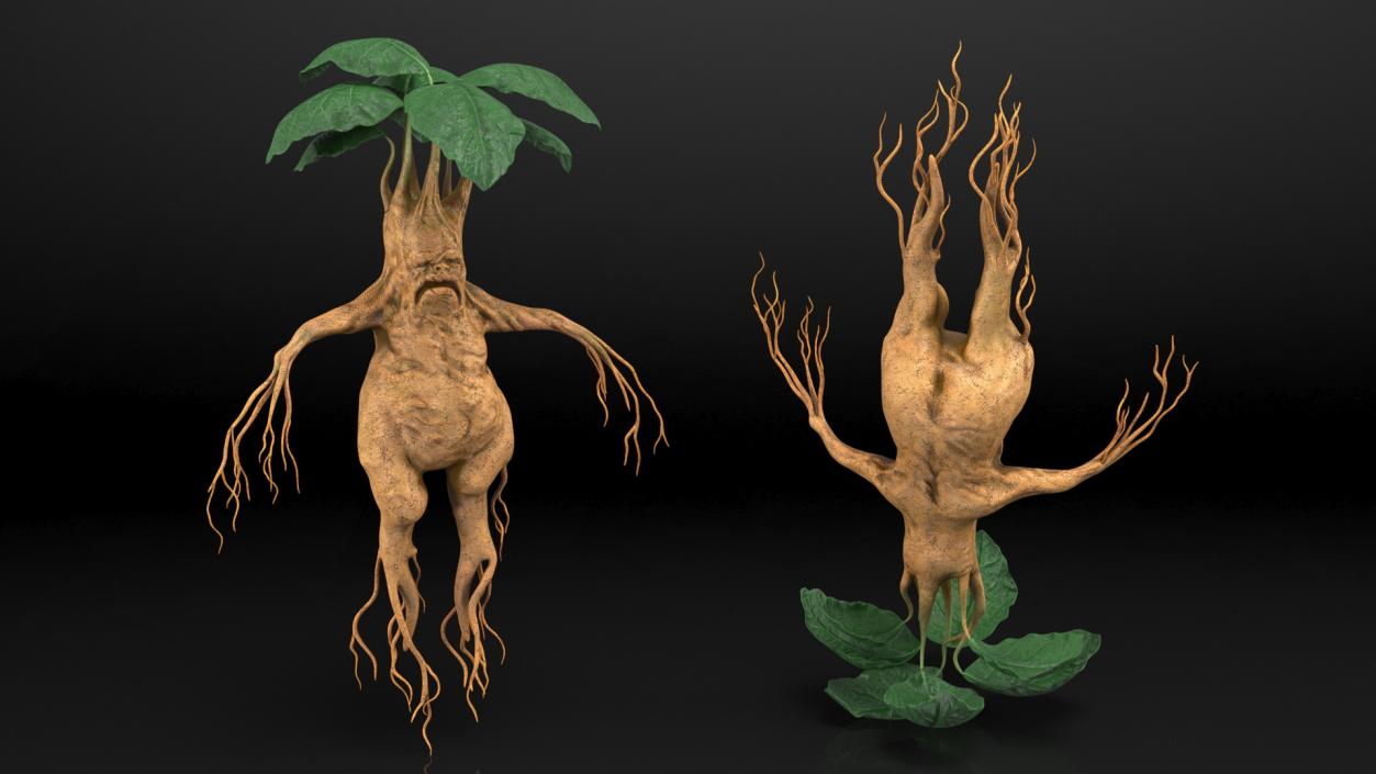 3D model Mandragora