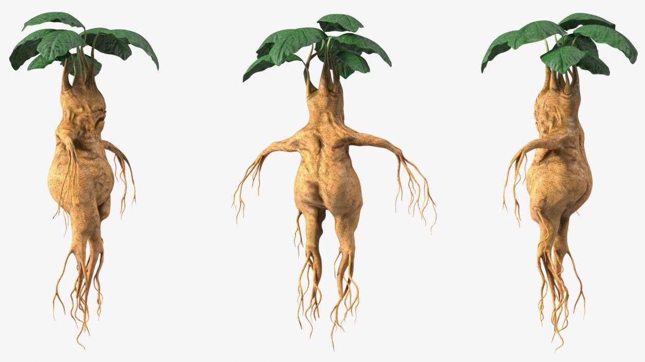 3D model Mandragora