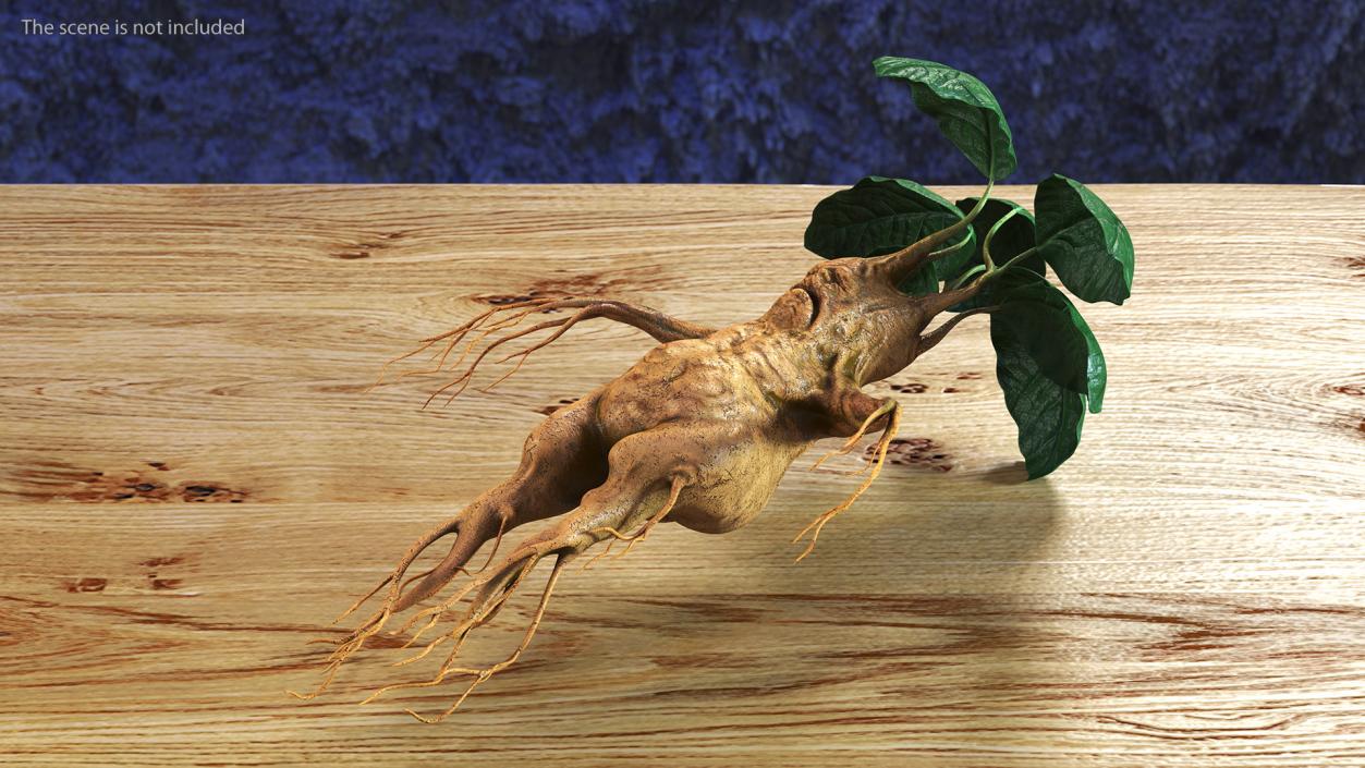 3D model Mandragora