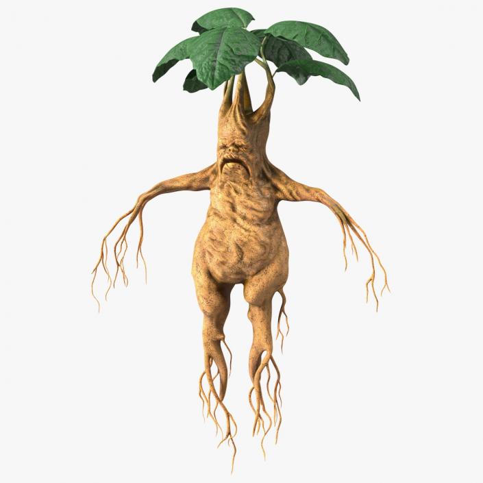 3D model Mandragora