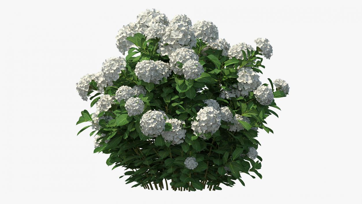 White Hydrangea Macrophylla Bush 3D