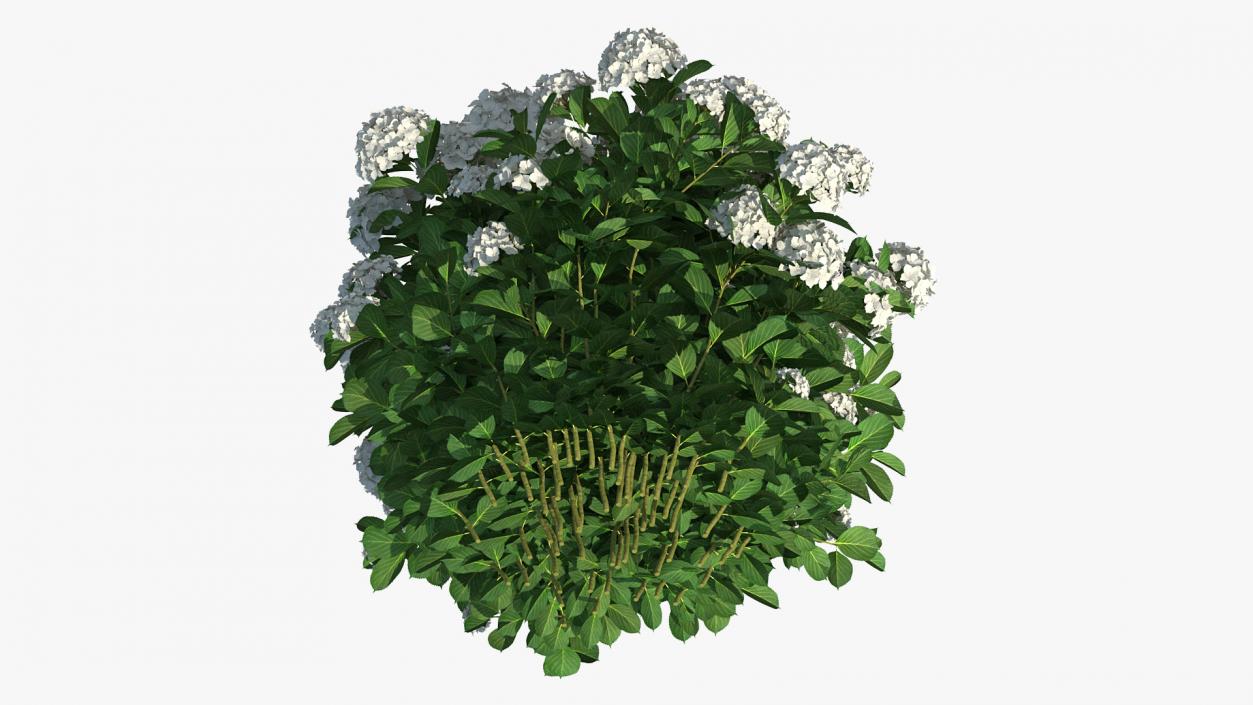 White Hydrangea Macrophylla Bush 3D