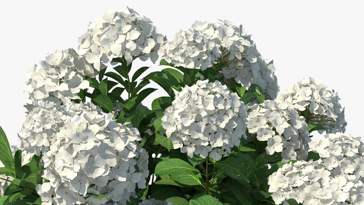 White Hydrangea Macrophylla Bush 3D