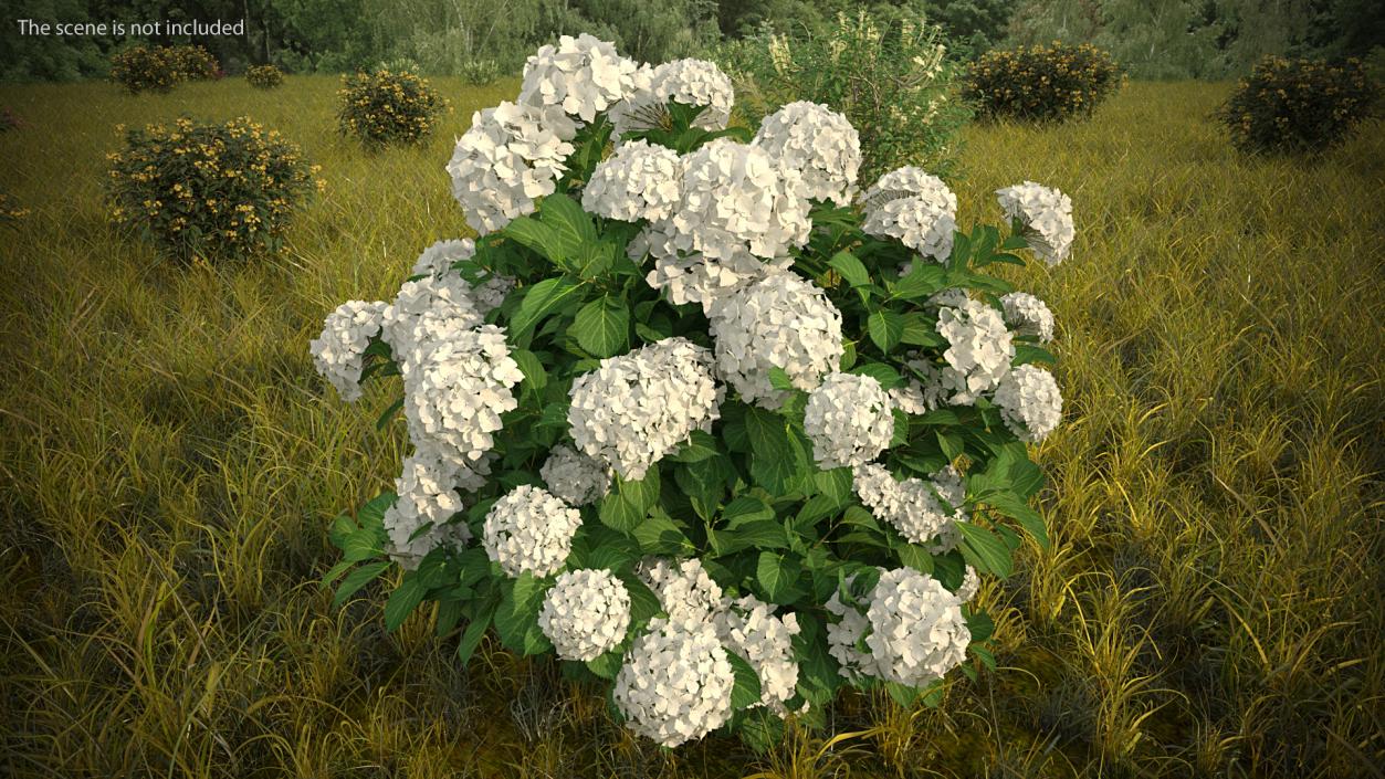 White Hydrangea Macrophylla Bush 3D