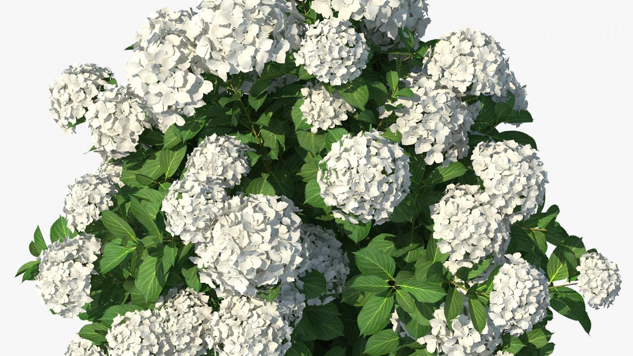 White Hydrangea Macrophylla Bush 3D