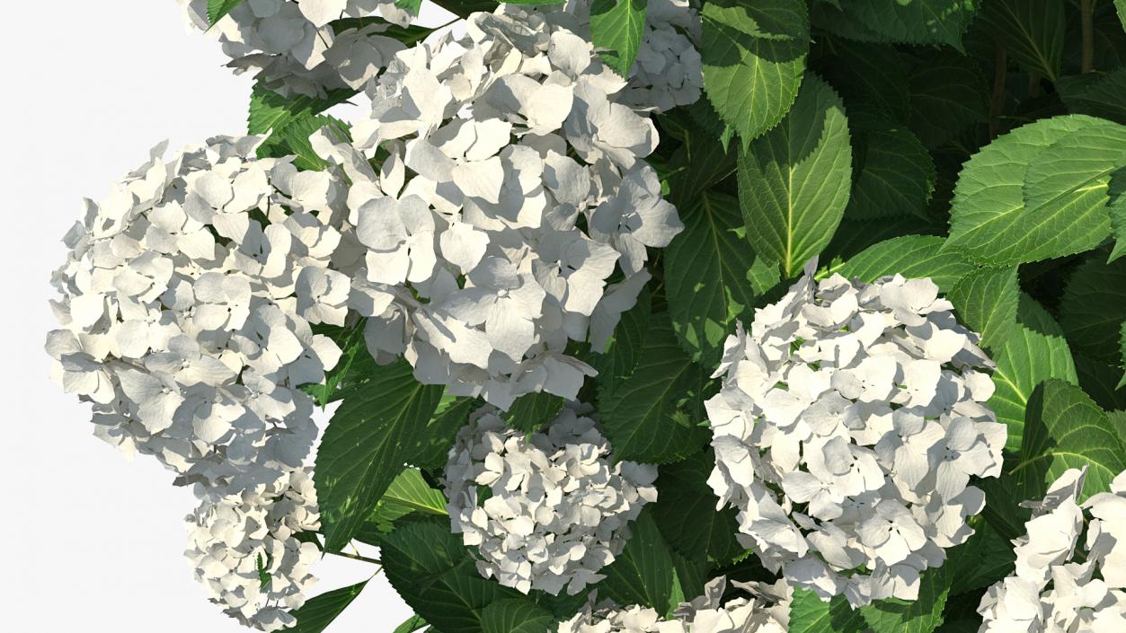 White Hydrangea Macrophylla Bush 3D