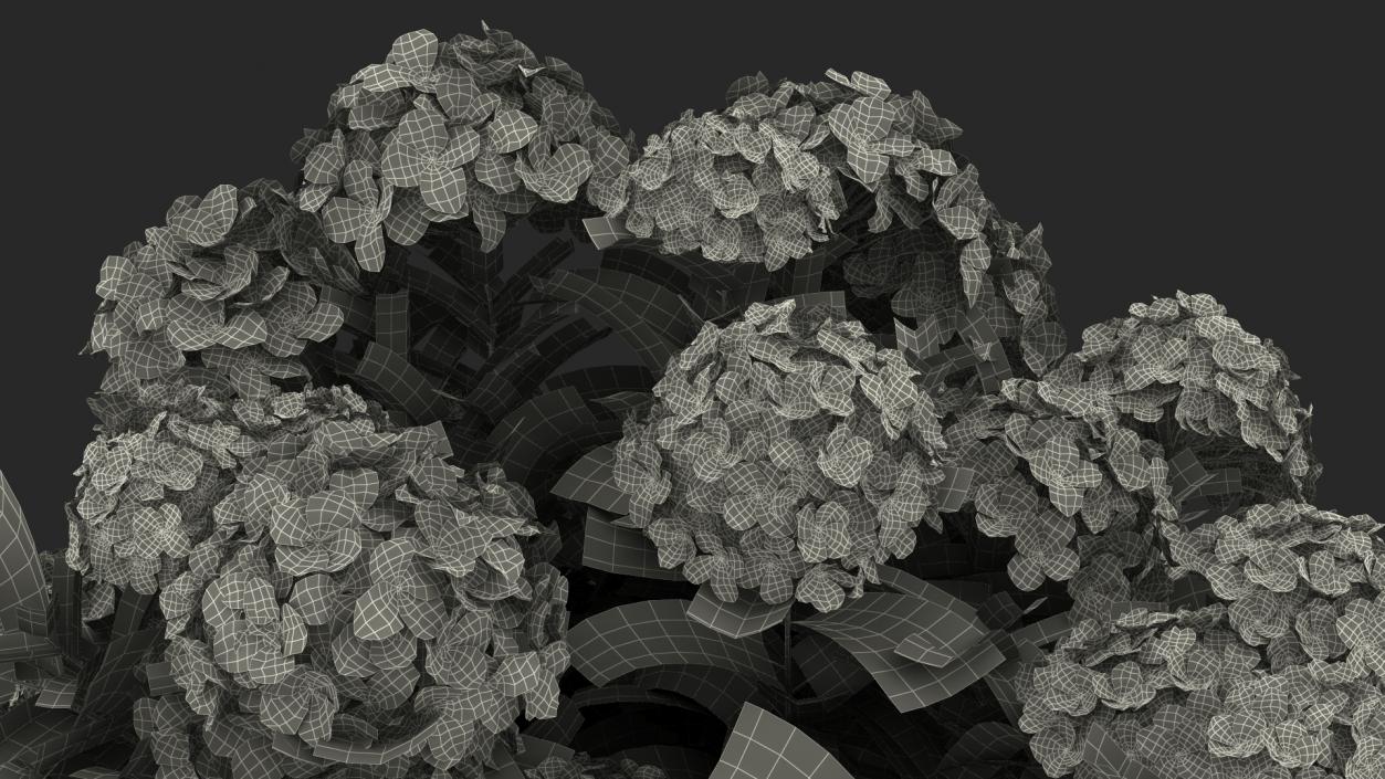 White Hydrangea Macrophylla Bush 3D