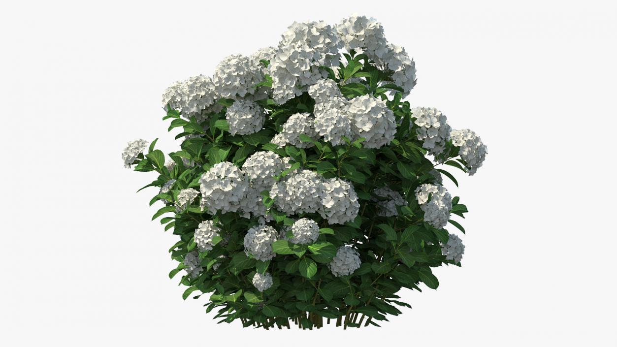 White Hydrangea Macrophylla Bush 3D