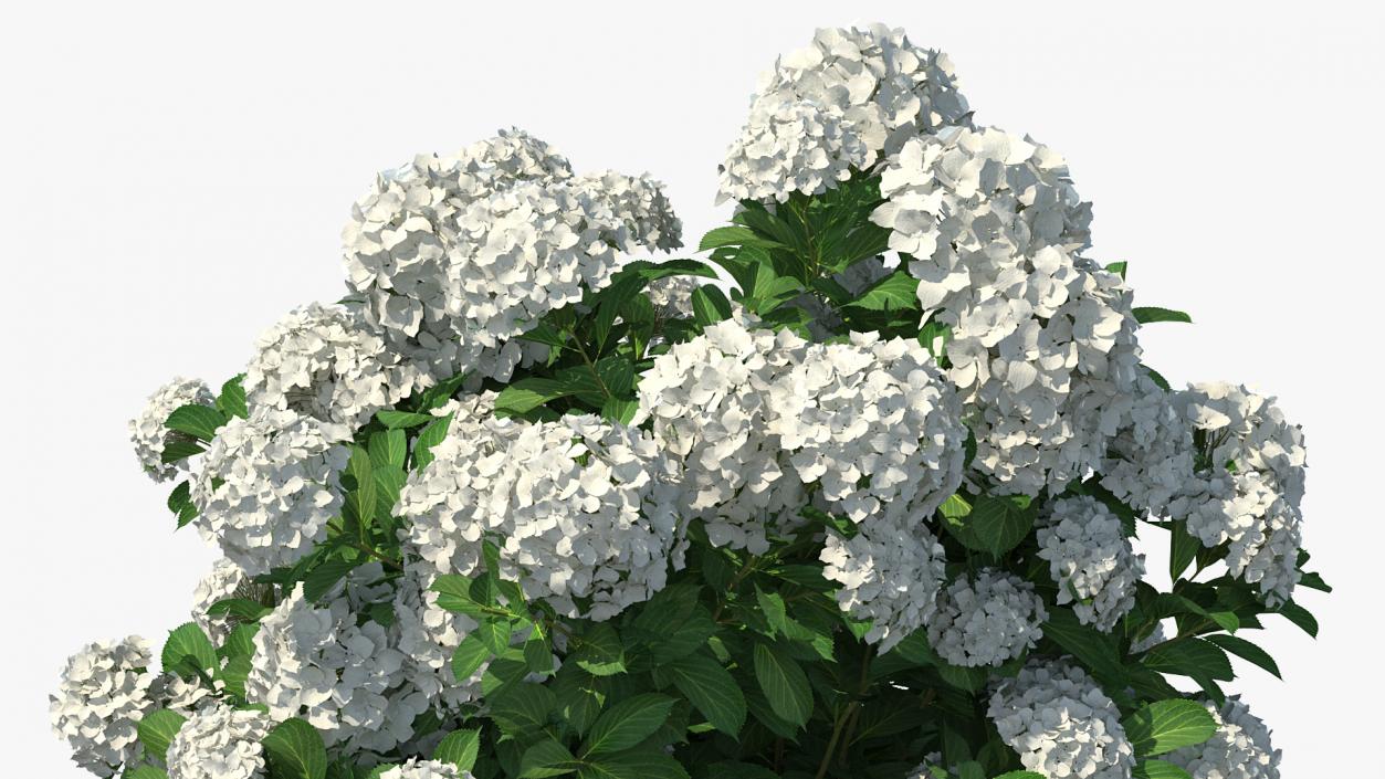 White Hydrangea Macrophylla Bush 3D