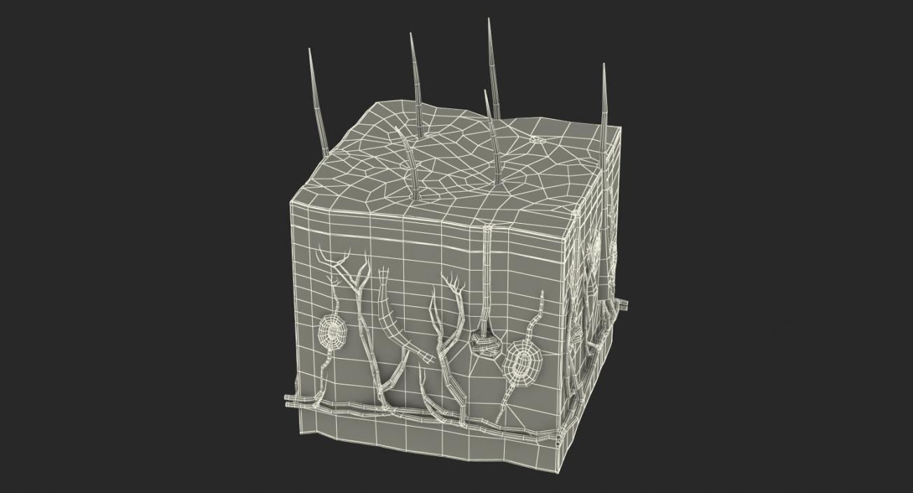 Cross Section of Human Skin 3D