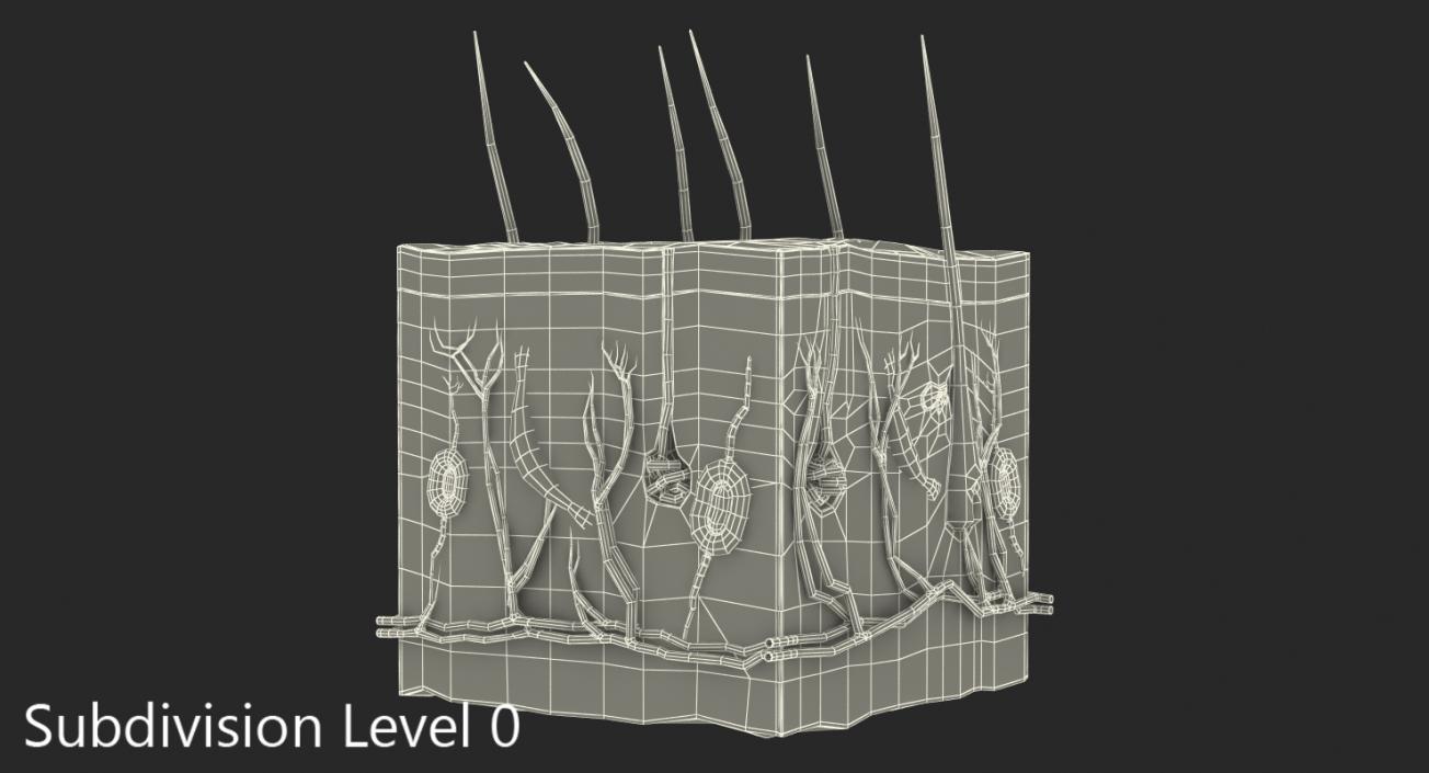 Cross Section of Human Skin 3D