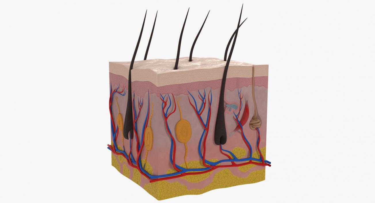 Cross Section of Human Skin 3D