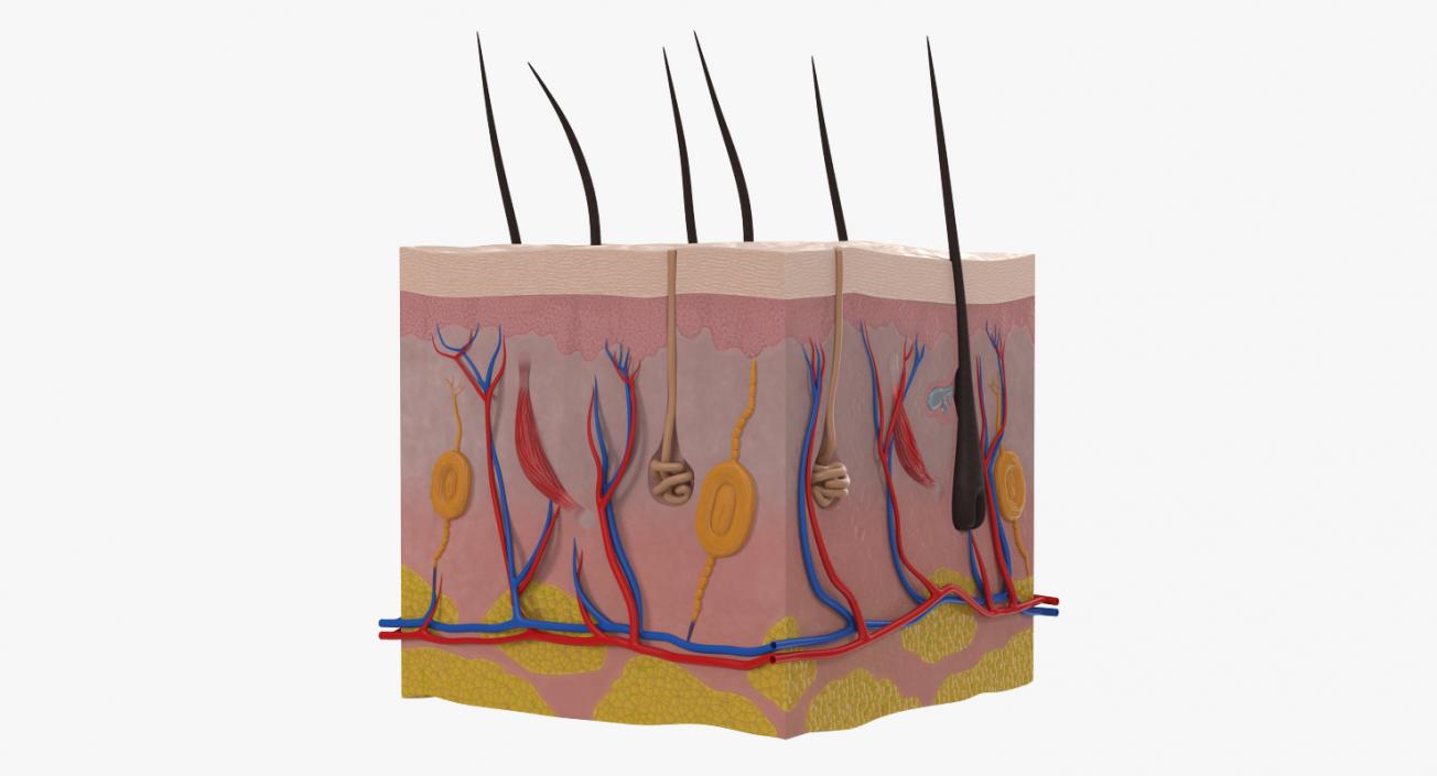 Cross Section of Human Skin 3D