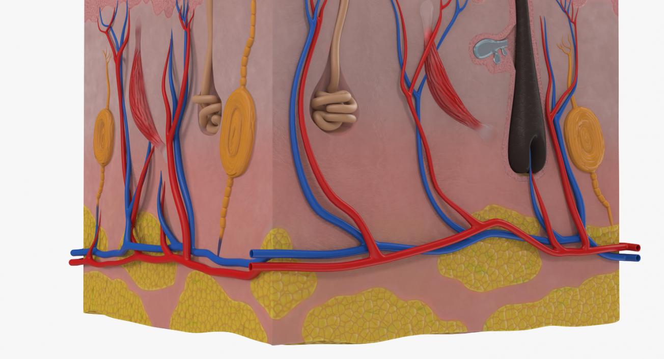 Cross Section of Human Skin 3D