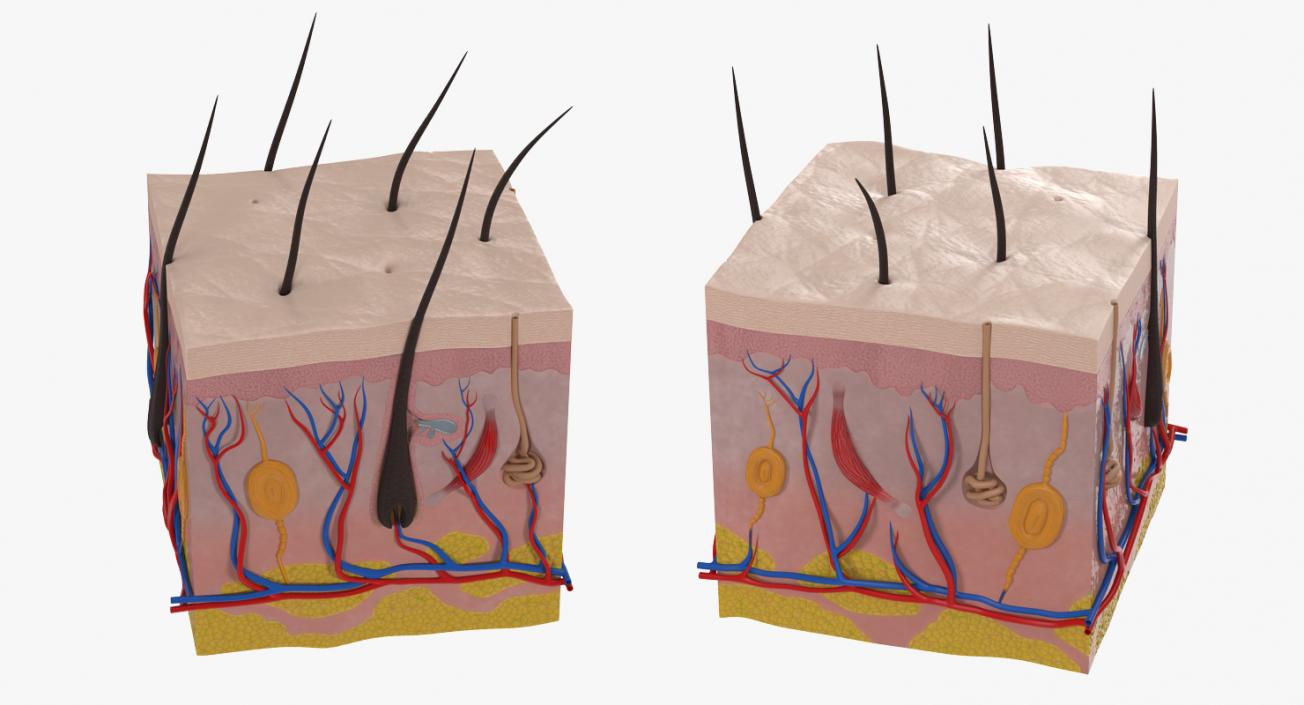 Cross Section of Human Skin 3D