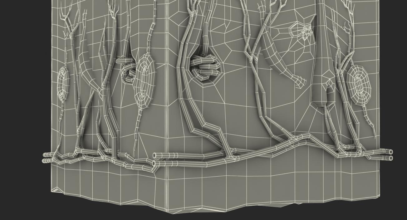 Cross Section of Human Skin 3D