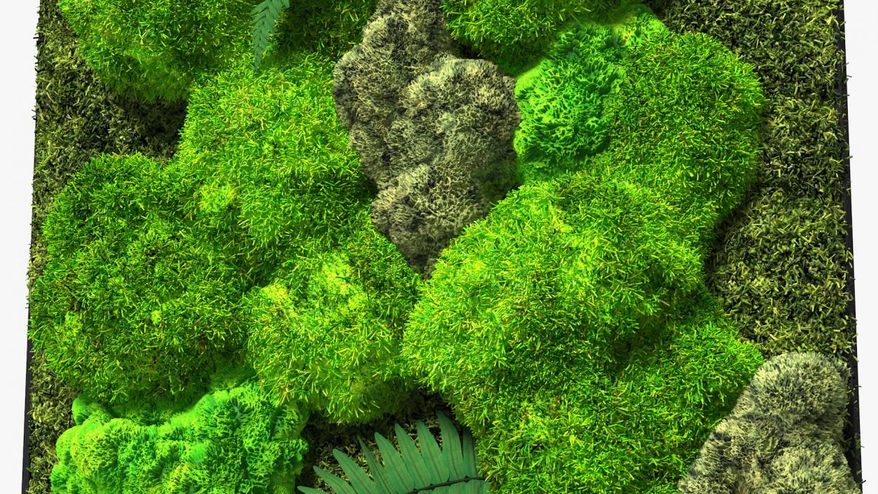 3D Natural Moss Wall with Preserved Plants Fur model