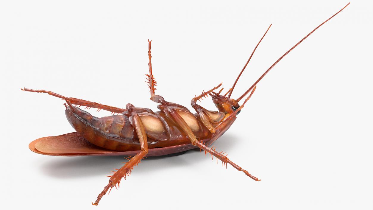 3D Animated Cockroach Upside Down Rigged for Cinema 4D