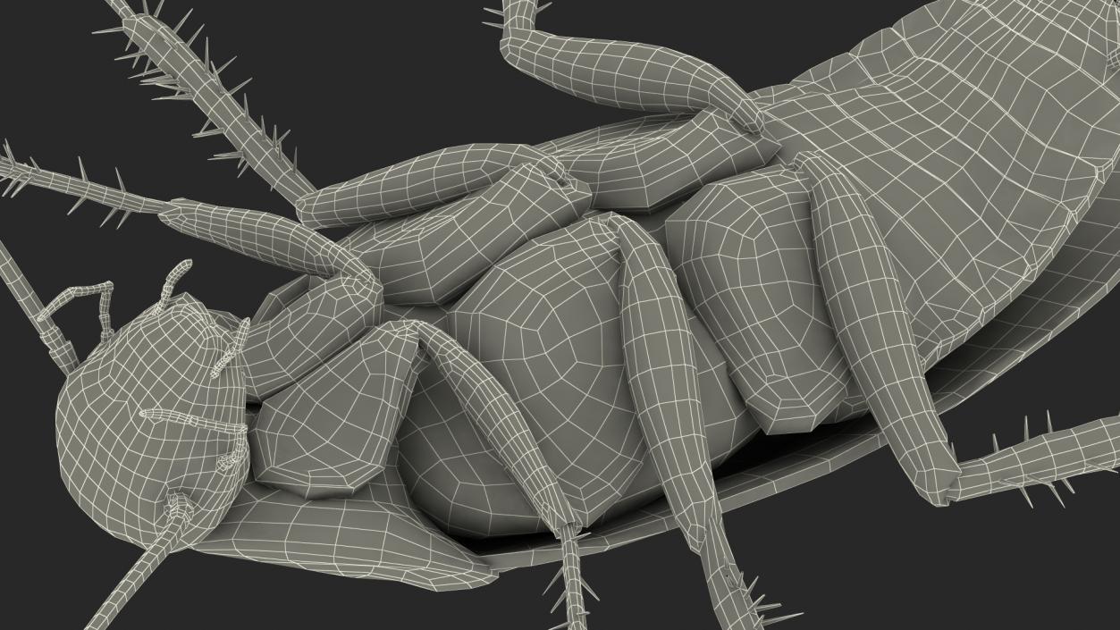 3D Animated Cockroach Upside Down Rigged for Cinema 4D