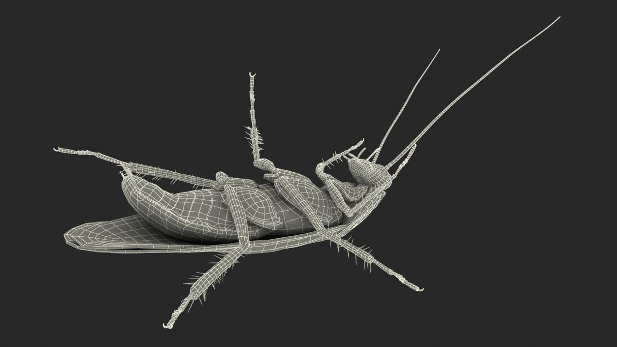 3D Animated Cockroach Upside Down Rigged for Cinema 4D